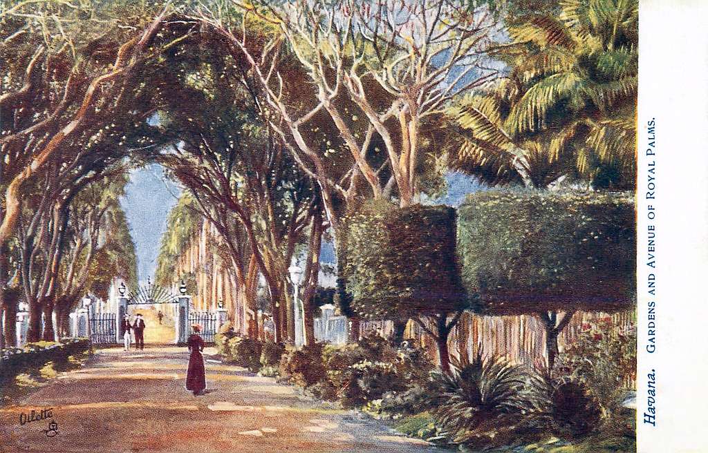 Havana Botanical Gardens Published by Raphael Tuck & Sons 1907